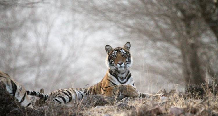 Tigre regardant directement l'appareil photo dans son habitat naturel.