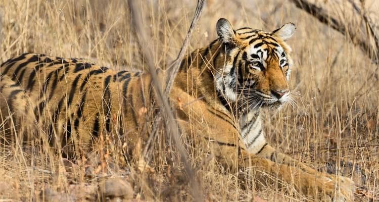 Ein majestätischer Tiger, der im trockenen Gras liegt.