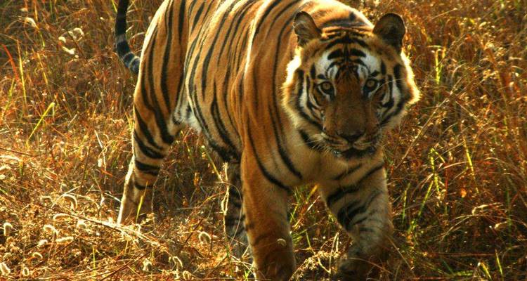 Wildlife and Cultural India Tour - UncleSam Holidays 2