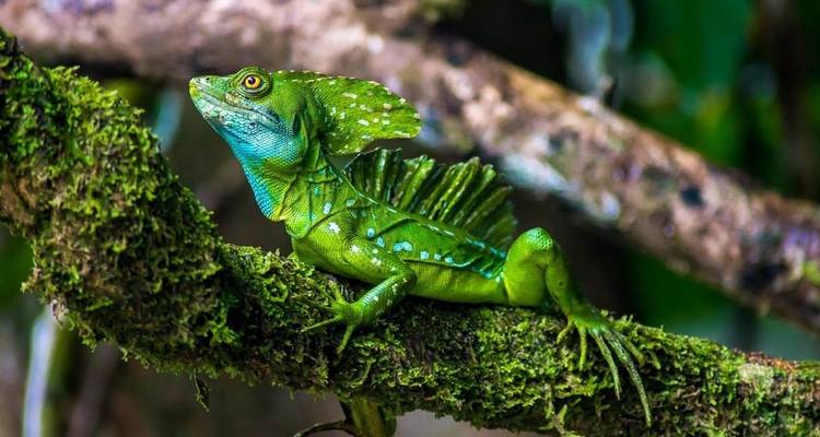 Recorrer Costa Rica Fly y Drive - Destiny Travel Costa Rica  3