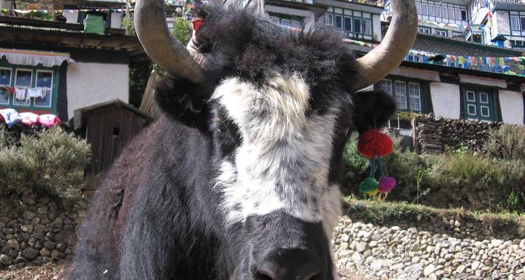 Primer plano de un yak con edificios tradicionales al fondo.
