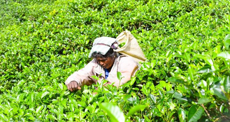 Une personne récoltant des feuilles de thé dans une plantation.