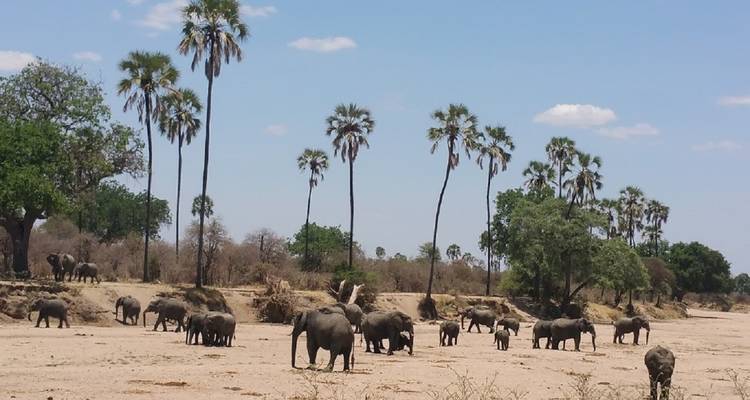 8 días PN Mikumi, PN Ruaha y PN Nyerere - Selous GR - lo mejor del sur de Tanzania. - African Pangolin Safaris 2