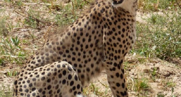 8 días PN Mikumi, PN Ruaha y PN Nyerere - Selous GR - lo mejor del sur de Tanzania. - African Pangolin Safaris 3