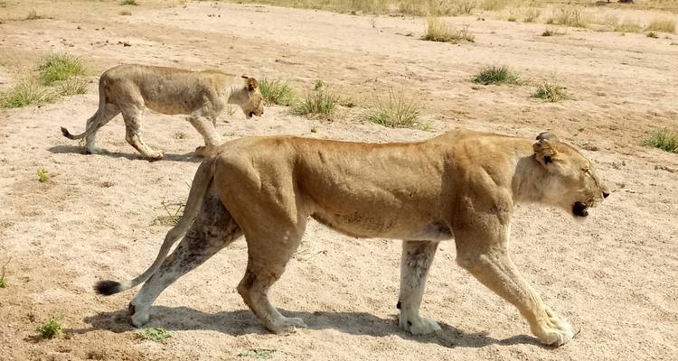 8 días PN Mikumi, PN Ruaha y PN Nyerere - Selous GR - lo mejor del sur de Tanzania. - African Pangolin Safaris 4