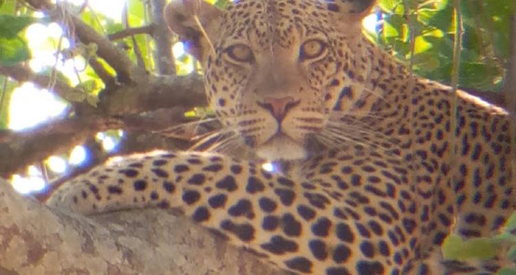 8 días PN Mikumi, PN Ruaha y PN Nyerere - Selous GR - lo mejor del sur de Tanzania. - African Pangolin Safaris 6