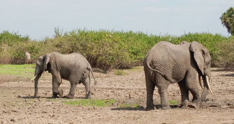 8 días PN Mikumi, PN Ruaha y PN Nyerere - Selous GR - lo mejor del sur de Tanzania. - African Pangolin Safaris 8