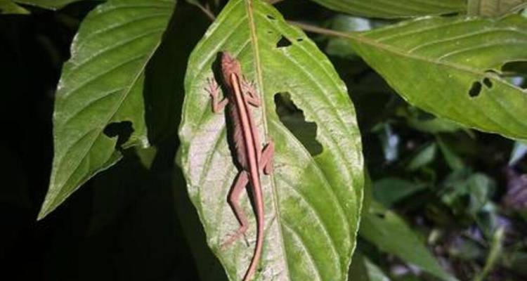 Primer plano de un pequeño lagarto marrón descansando en una hoja tropical verde con agujeros de insectos.