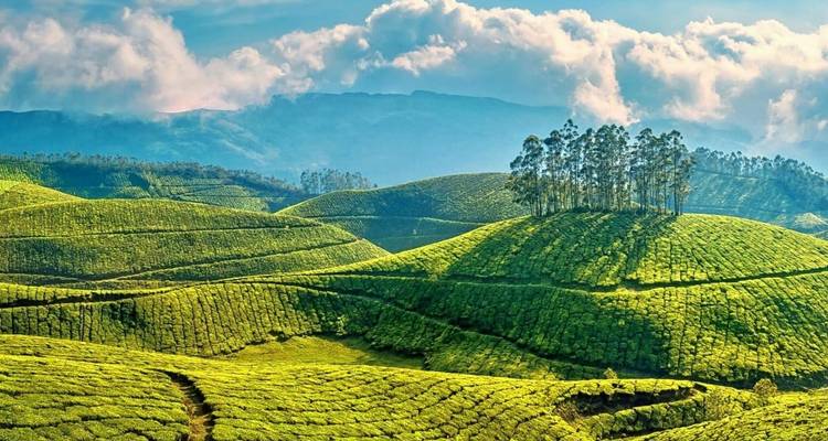 Hügelige grüne Teeplantagen mit Bäumen an einem Hang.