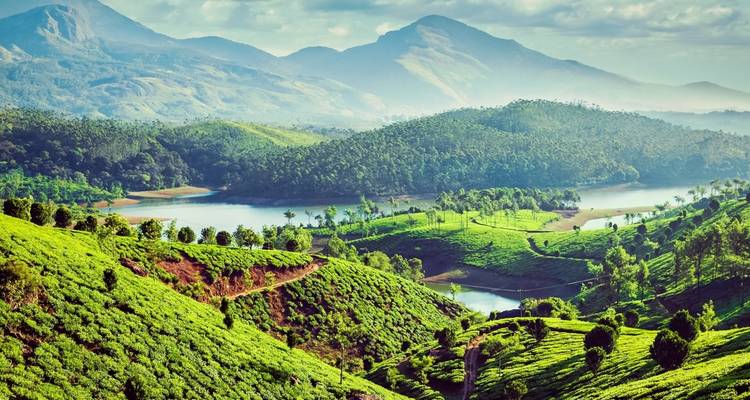 Üppige grüne Hügel und Teegärten mit einem entfernten See.