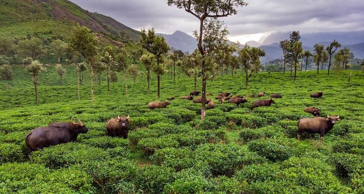 Büffel grasen in einer üppigen Teeplantage.