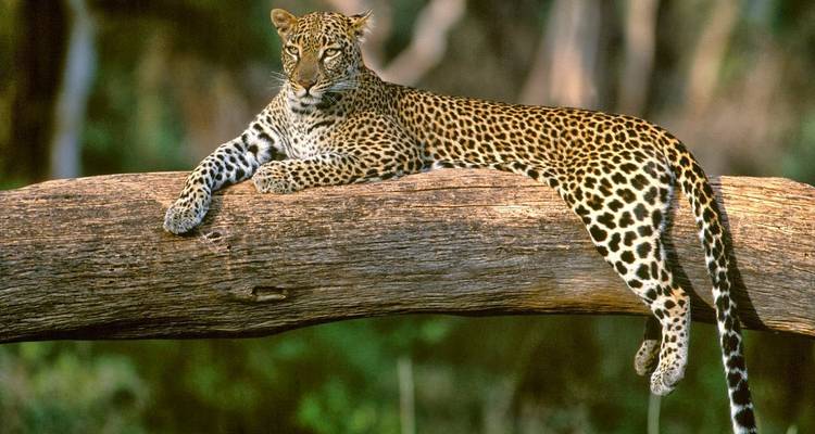 Luipaard rustend op een tak in een bos.