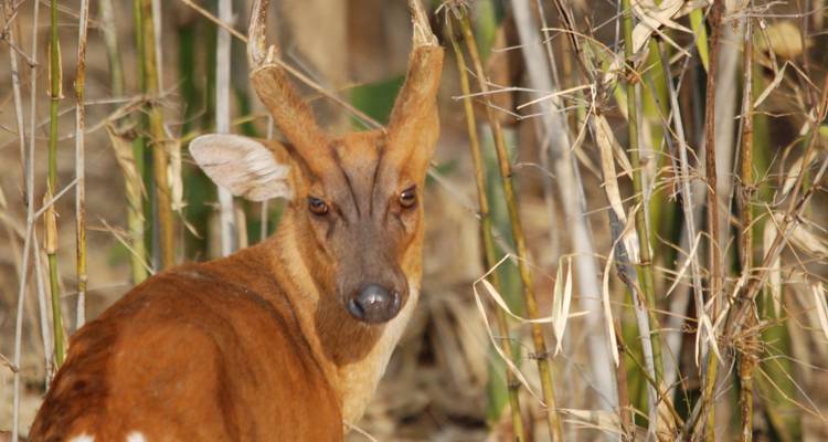 Hert staand tussen hoog gras in een natuurlijke omgeving.