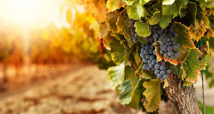 3 jours d'escapade pour les amateurs de vin - Mendoza Experience ! - Signature DMC 4
