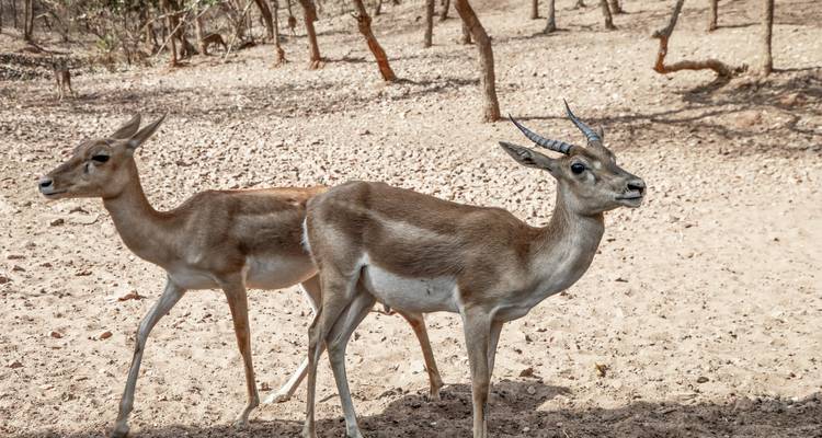 Zwei Rehe in einem trockenen Waldgebiet.