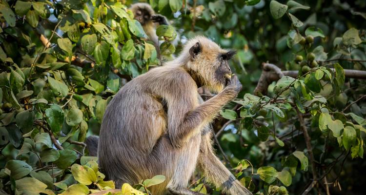 Ein Affe, der in einem Baum sitzt und isst.