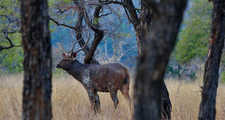 Rehe auf einer Waldlichtung mit Bäumen.