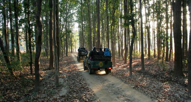 Offene Jeeps mit Touristen auf einem Waldweg.