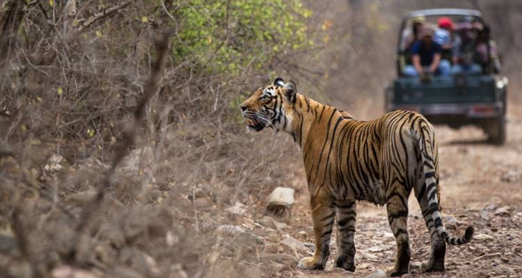 India Highlights and Tiger Safari - UncleSam Holidays 2