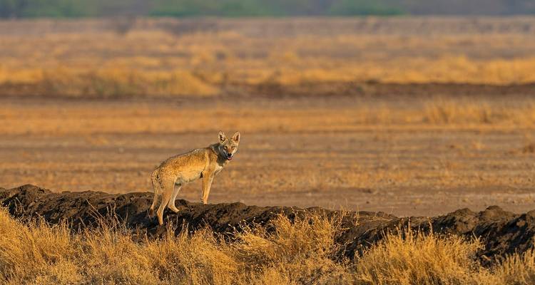 Faune et temples du Gujarat - UncleSam Holidays 8