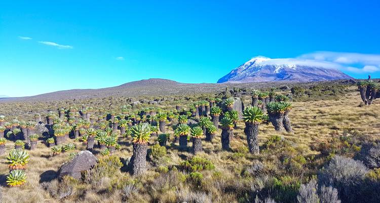 Kilimanjaro Climb via Lemosho Route - Himalayan Glacier Adventure and Travel Company 7