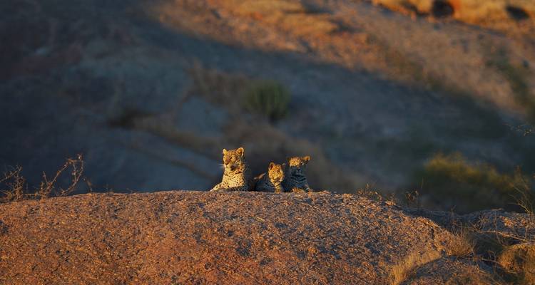 Tigers and Leopards Safari Tour - UncleSam Holidays 3