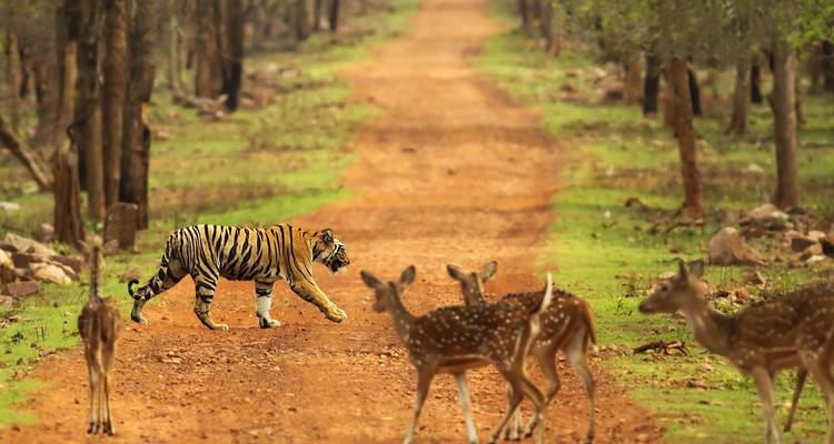 Tigers and Leopards Safari Tour - UncleSam Holidays 4