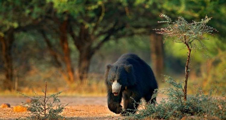A sloth bear walking through a forest clearing.