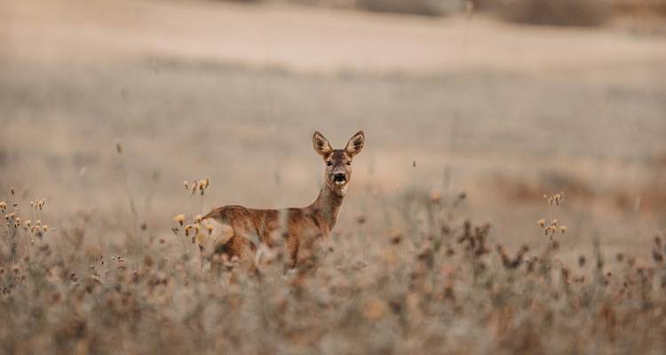 A deer standing in a field with dry vegetation.