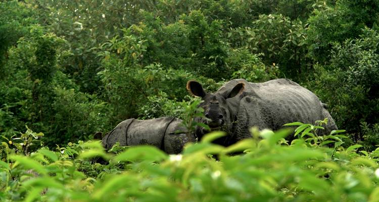 Brahmaputra Cruise with Northern India Tour - UncleSam Holidays 10