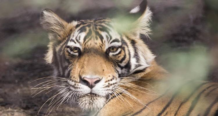 Un tigre en reposo con una mirada concentrada.