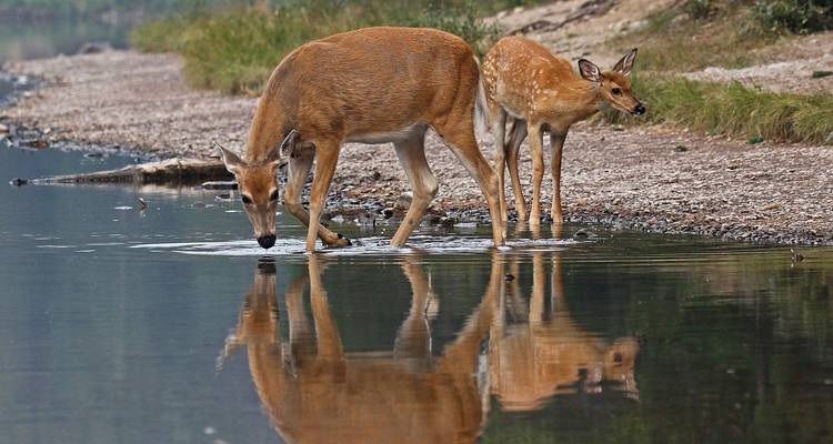 Cerf et faon buvant de l'eau au bord d'un lac.