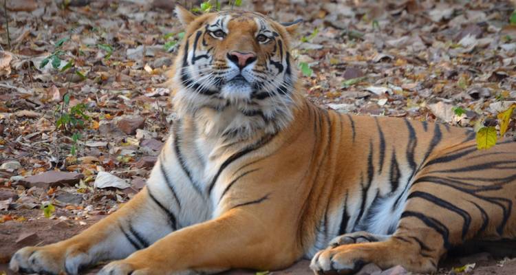 Ein Tiger, der auf trockenen Blättern liegt.
