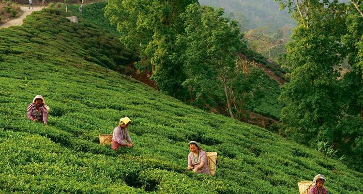 Northeast India with Bhutan - UncleSam Holidays 7