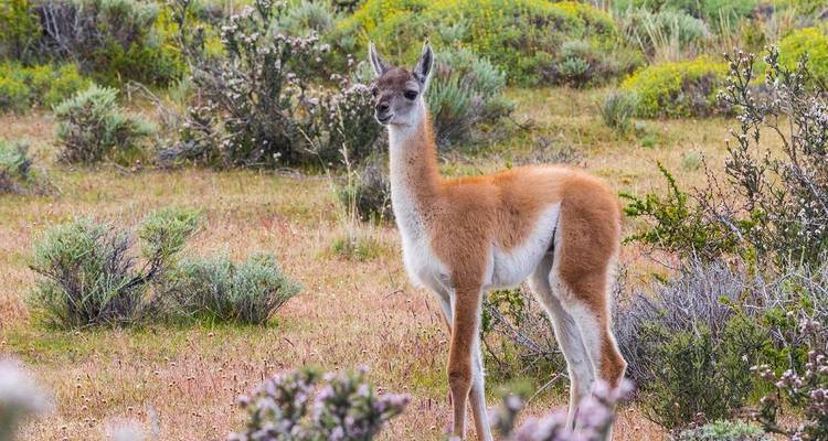 6 Days - Torres del Paine Adventure - Responsible Travel South America 1