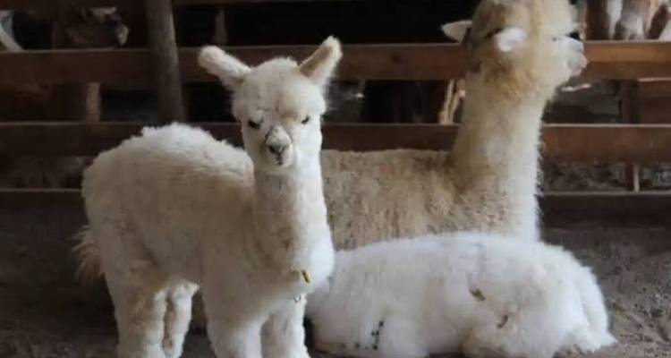 Tres alpacas esponjosas dentro de un granero rústico mirando hacia la cámara.