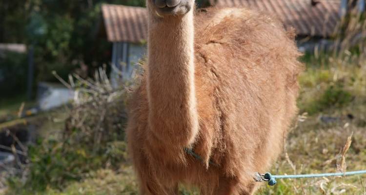 Gros plan d'un lama amical attaché sur une colline herbeuse avec des bâtiments rustiques en arrière-plan