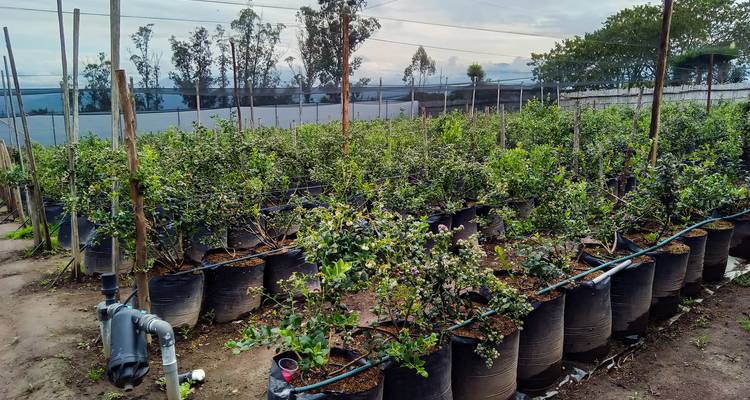 Rangées de jeunes plants poussant dans des sacs de culture noirs avec des tuyaux d'irrigation dans une pépinière rurale