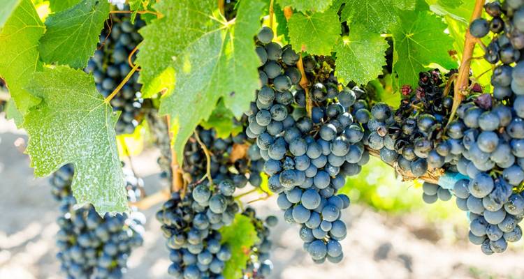 4 jours à Salta : Vallée de Humahuaca et vignobles de Cafayate - Signature DMC 6