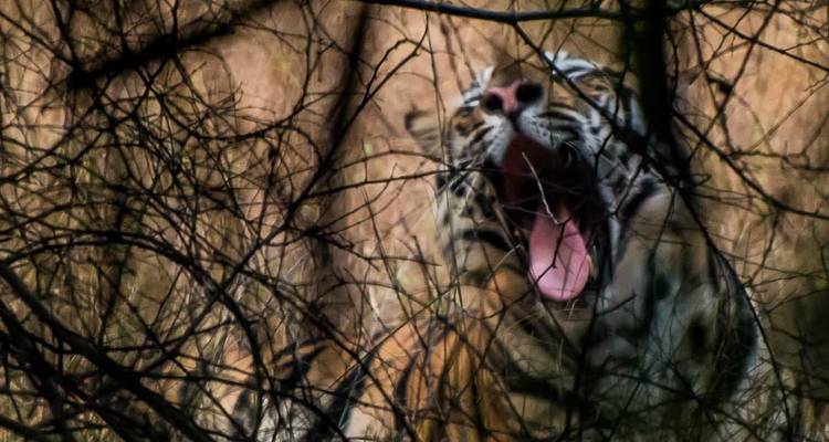 Incredible Wildlife Safari in Bandhavgarh, Kanha & Pench National Parks - Agora Voyages OPC Pvt Ltd 10