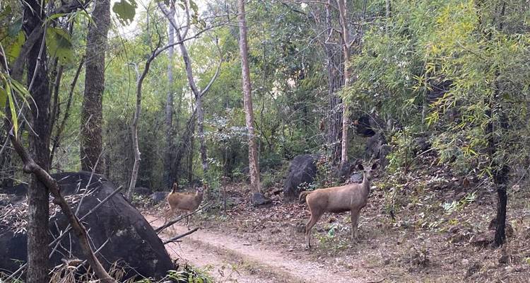 Twee herten die op een bospad staan.