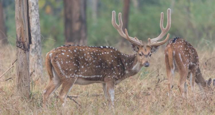Gevlekte herten grazend in een veld.
