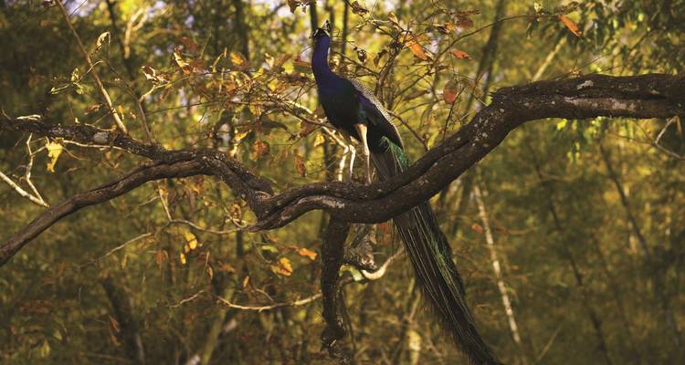 Incredible Wildlife Safari & Sightseeing Tour - Agora Voyages OPC Pvt Ltd 6