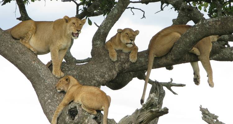 Leeuwen die rusten op een boomtak, de omgeving observerend.
