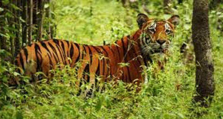 Kathmandu, Chitwan Tour 4 Days 3 Night - Mega Mount Treks and Expedition Pvt.Ltd.  6