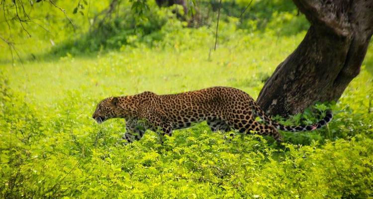 Sri Lanka - 8 jours - UncleSam Holidays 9