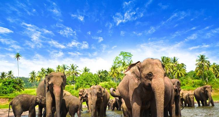 Splendours of Sri Lanka - UncleSam Holidays 2