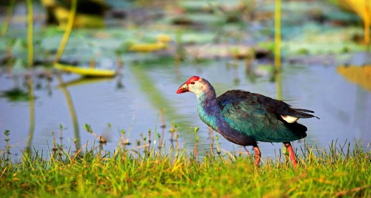 Sri Lanka Wildlife Tour - UncleSam Holidays 3