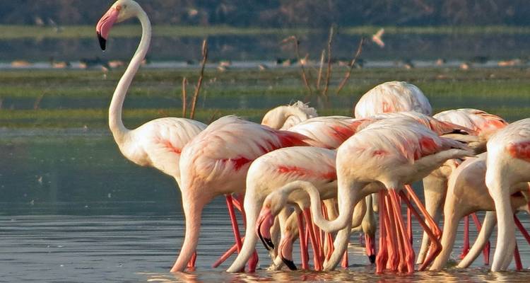 Sri Lanka Wildlife Tour - UncleSam Holidays 4