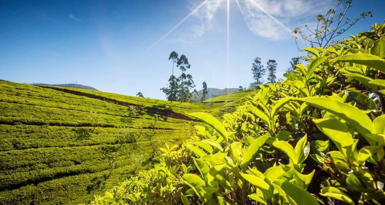 Highlights Tour of Sri Lanka - UncleSam Holidays 9